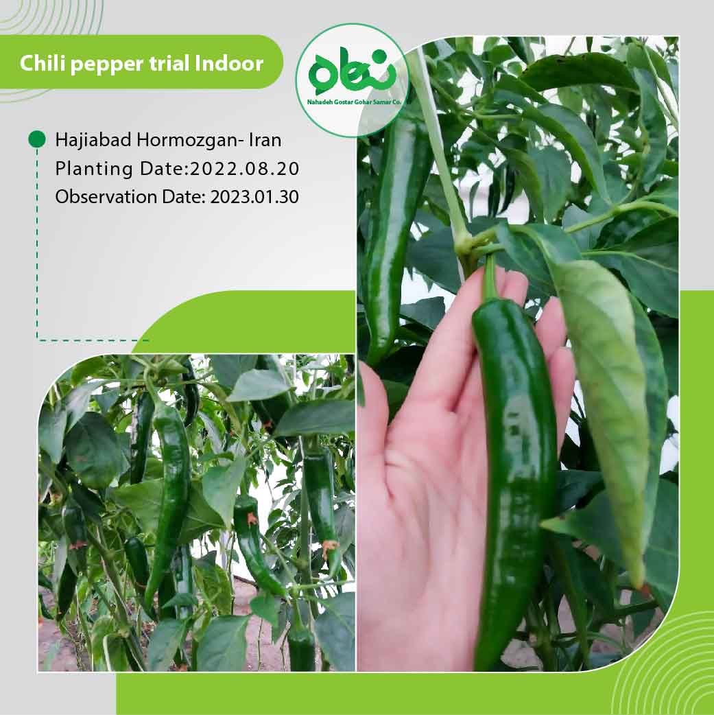 Chili Pepper Trial Indoor